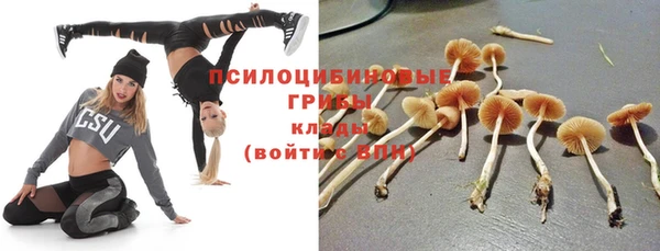 прущие грибы Вязники